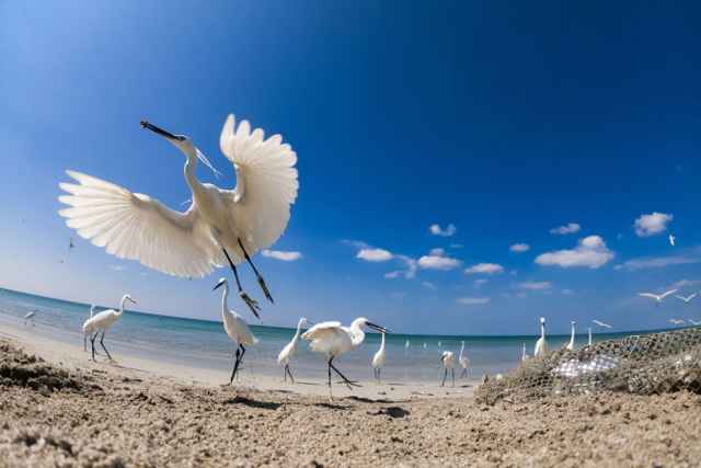 Ganadores de los premios Mangrove de fotografía