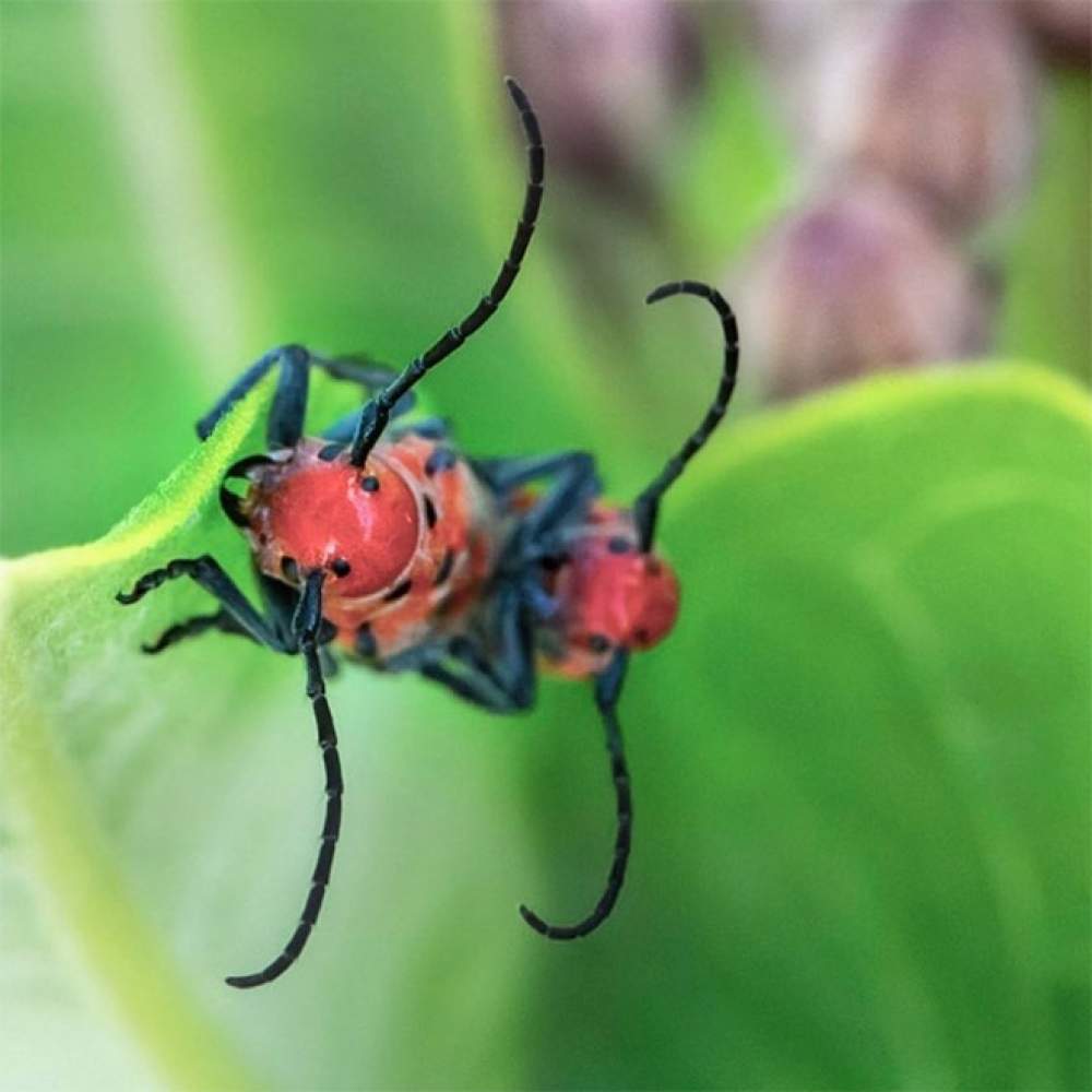 La galería de sexo con insectos 