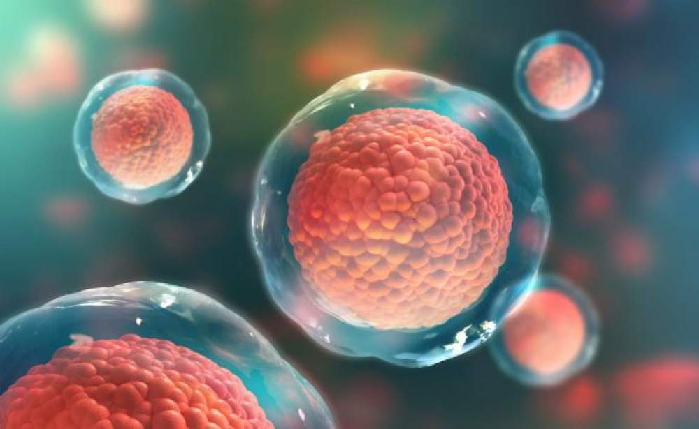 Creación de óvulos artificiales utilizando células madre
