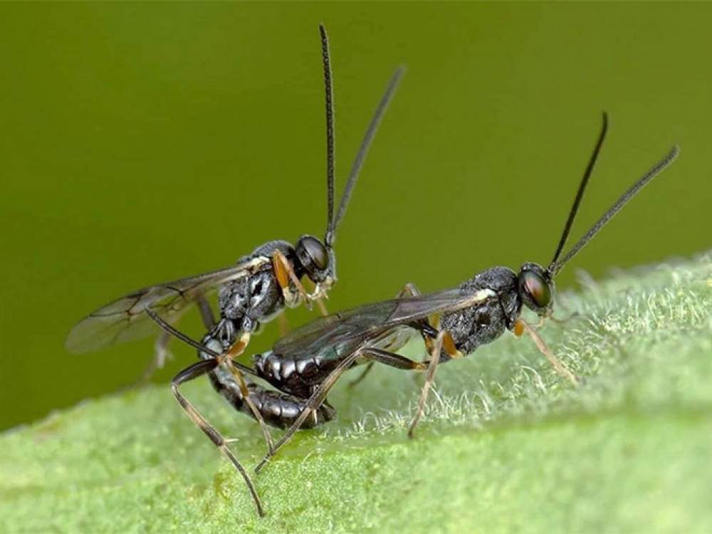 La galería de sexo con insectos 