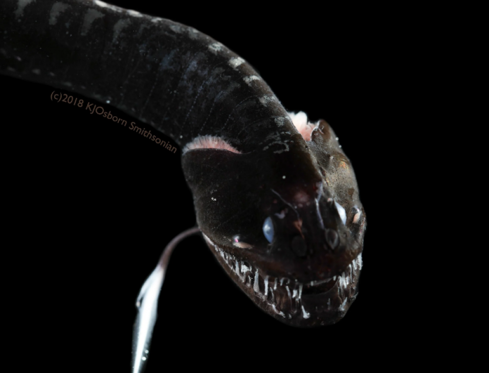 Estos peces ultra negros son casi invisibles