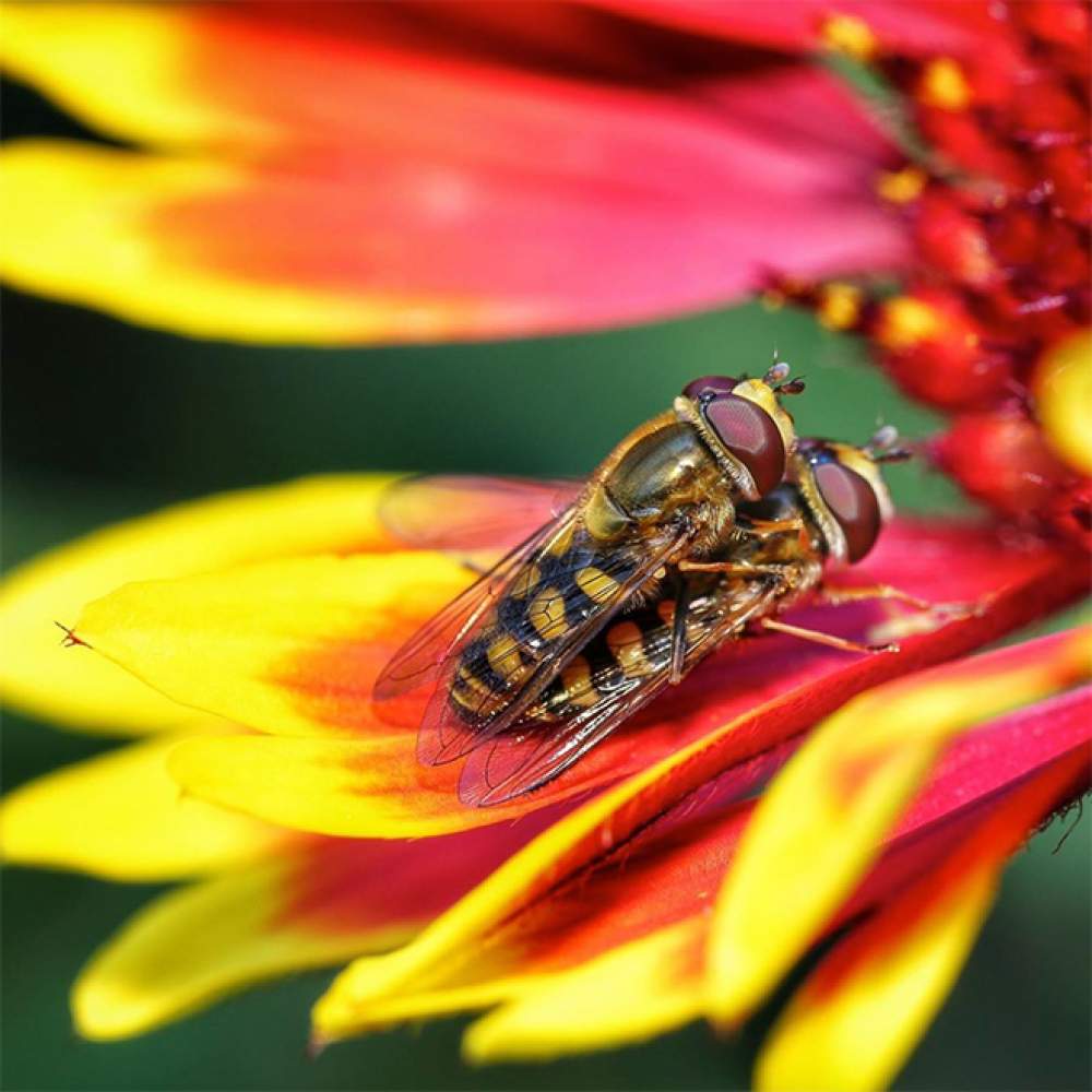 La galería de sexo con insectos 