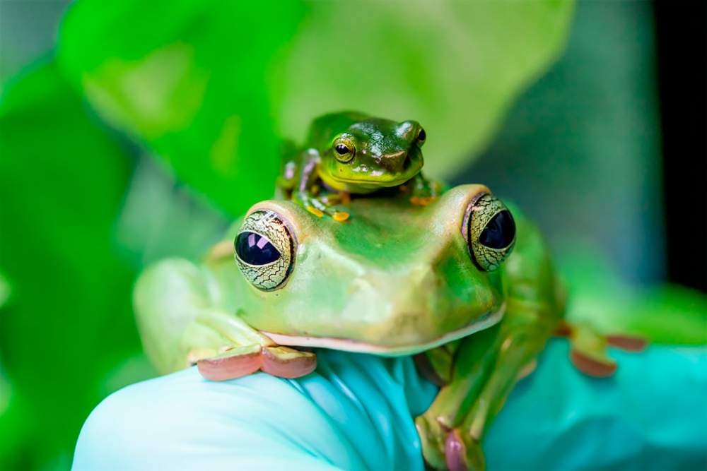 Mejores fotos de Zoológicos y Acuarios