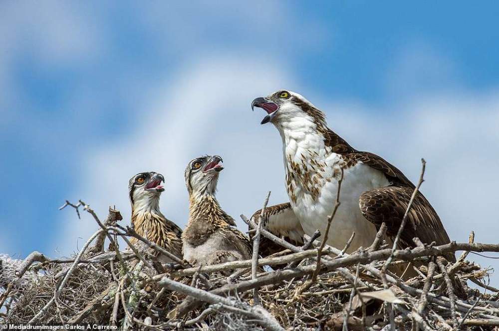 Finalistas del National Parks Photo Contest