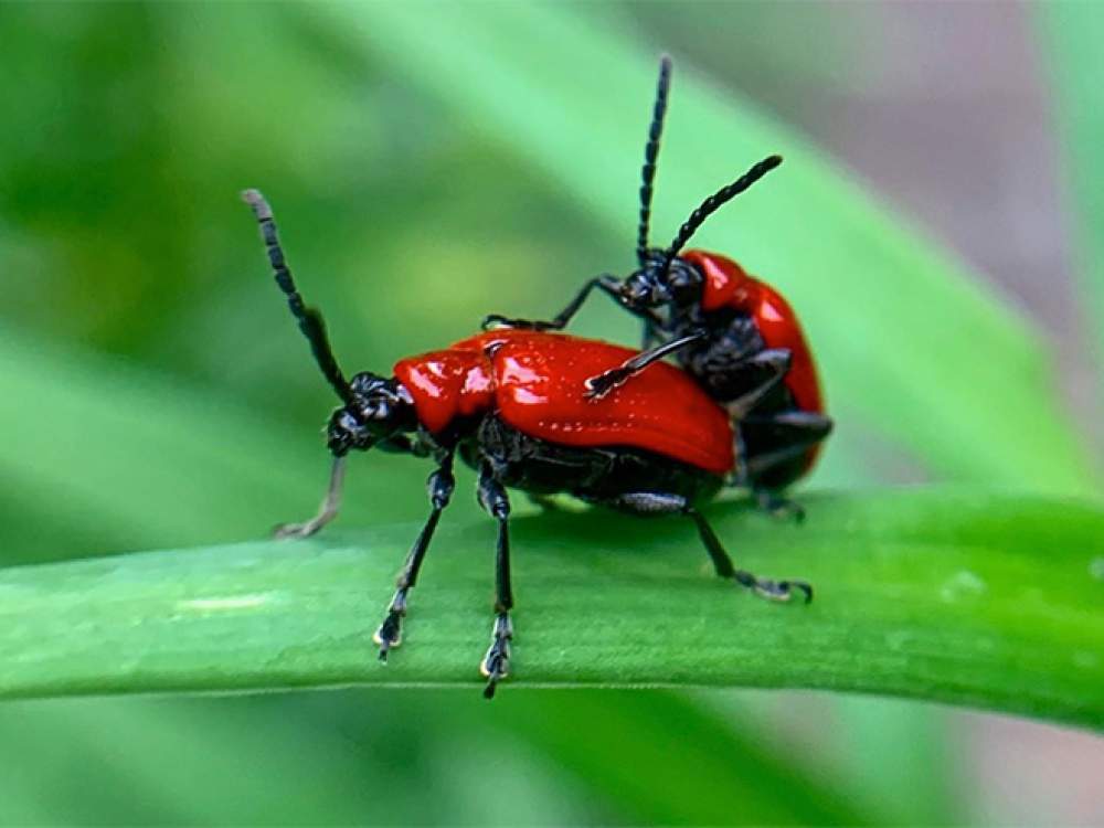 La galería de sexo con insectos 