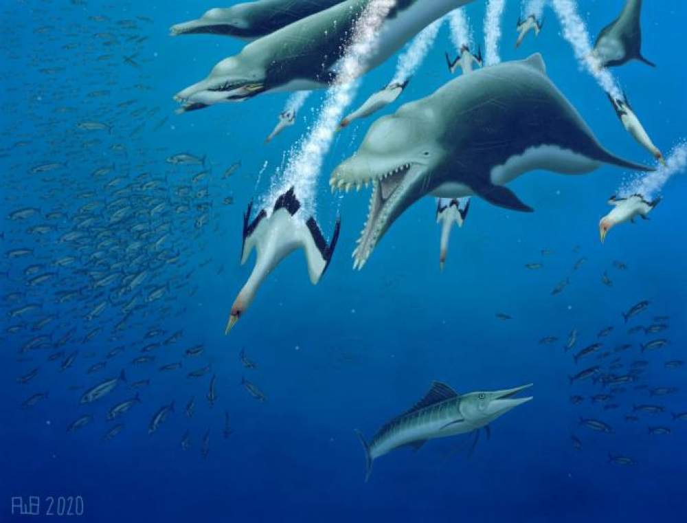 Los delfines evolucionaron paralelamente a las ballenas