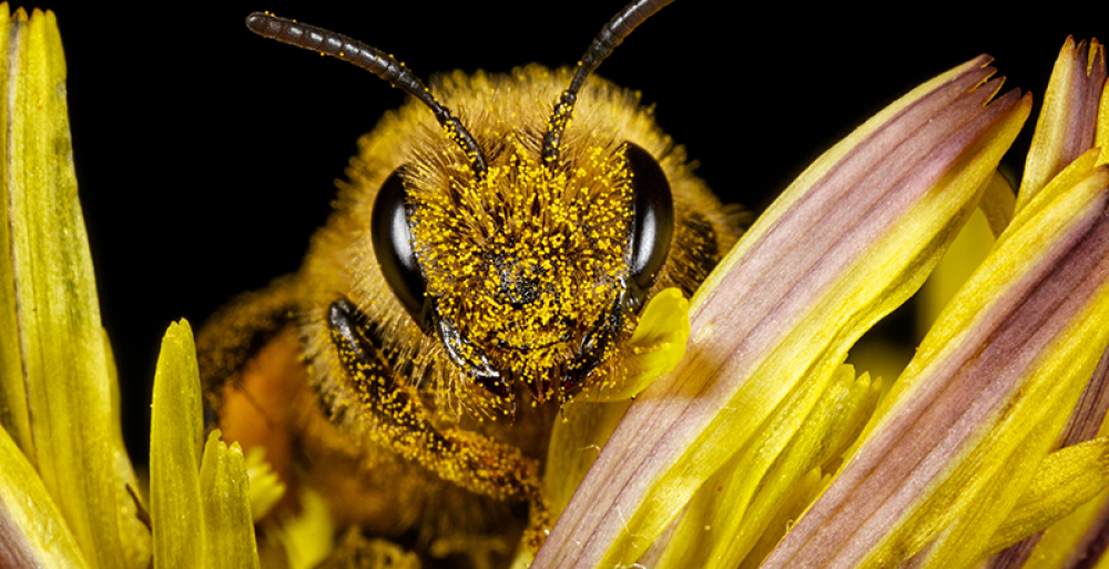 La abeja melífera revela la contaminación ambiental de su entorno