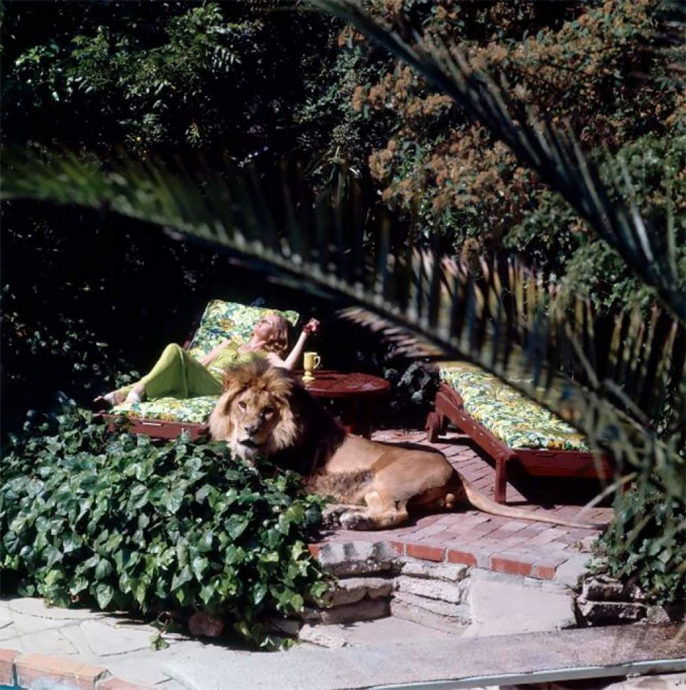 Neil, mascota de Tippi Hedren 