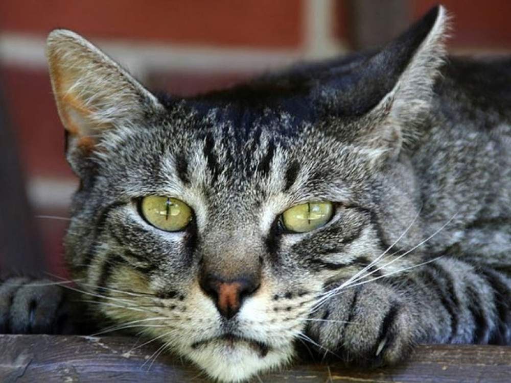 Historia de los gatos en Europa