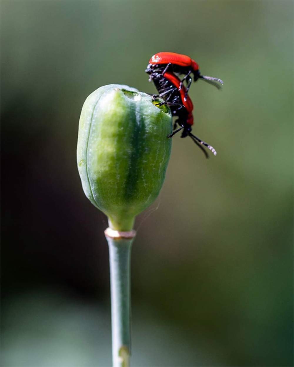 La galería de sexo con insectos 