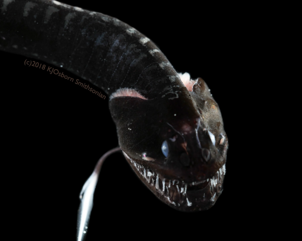 Estos peces ultra negros son casi invisibles
