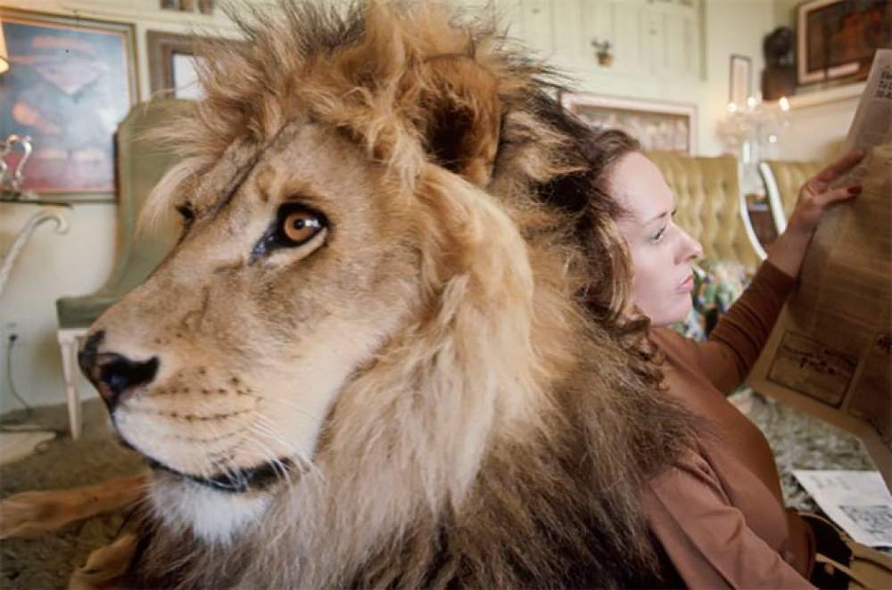 Neil, mascota de Tippi Hedren 