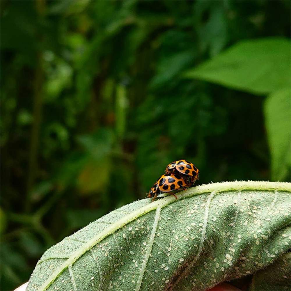 La galería de sexo con insectos 