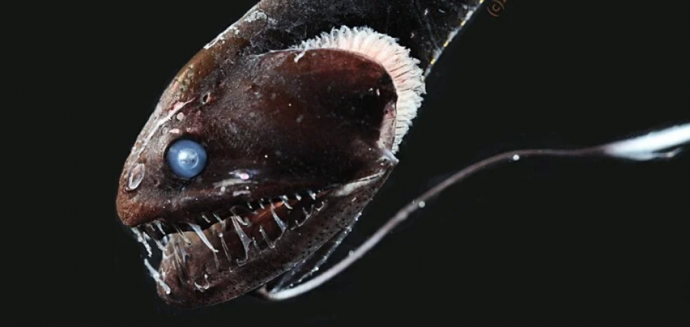 Estos peces ultra negros son casi invisibles