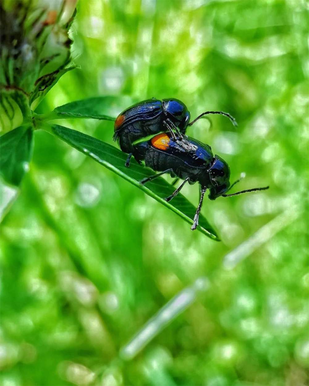 La galería de sexo con insectos 