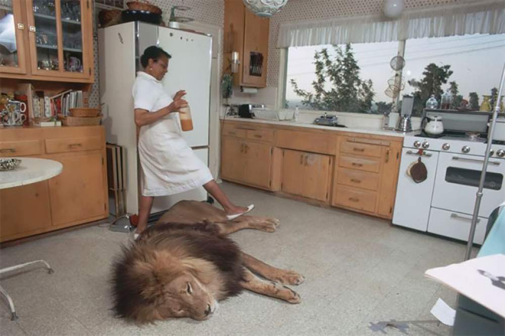 Neil, mascota de Tippi Hedren 