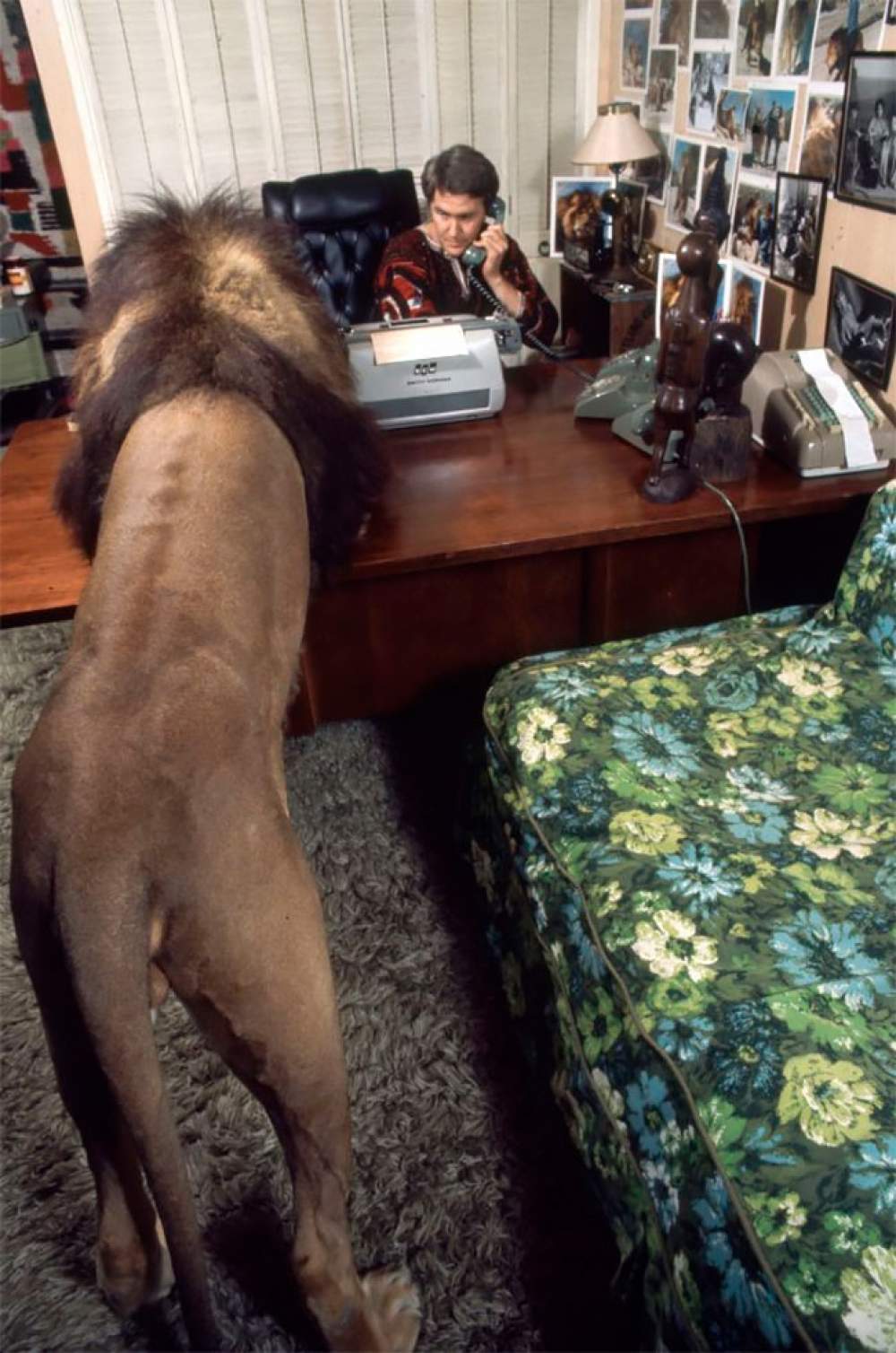 Neil, mascota de Tippi Hedren 