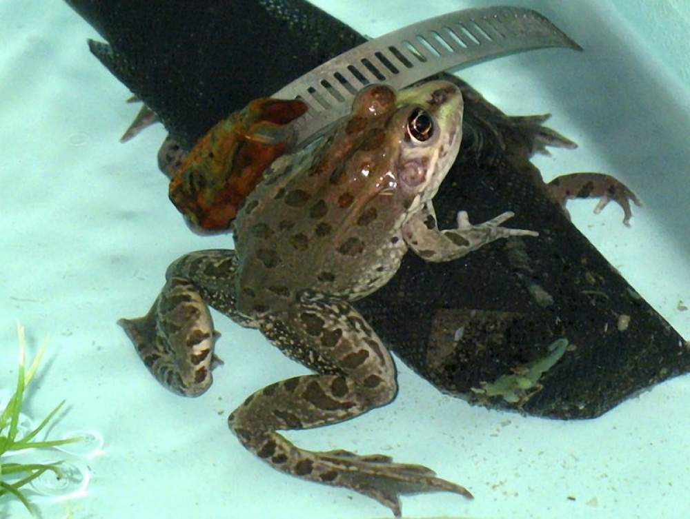 Encuentran rana leopardo de Chiricahua 