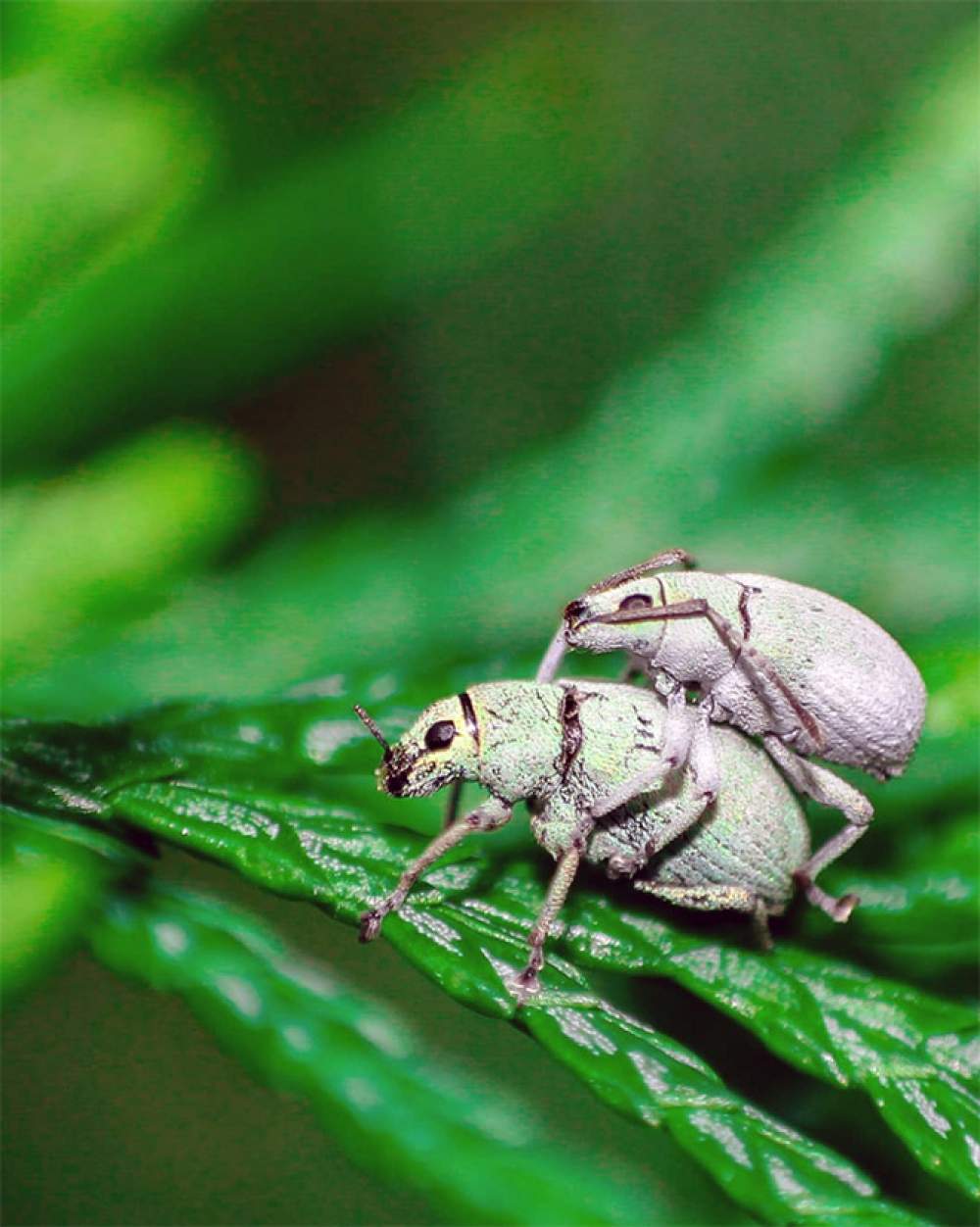 La galería de sexo con insectos 