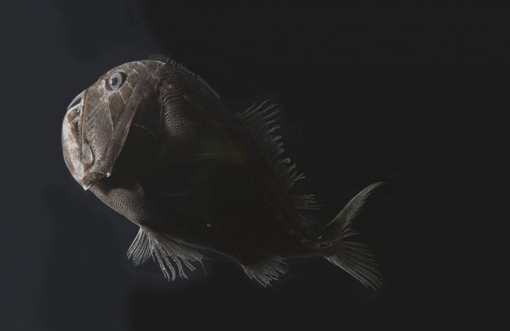 Estos peces ultra negros son casi invisibles
