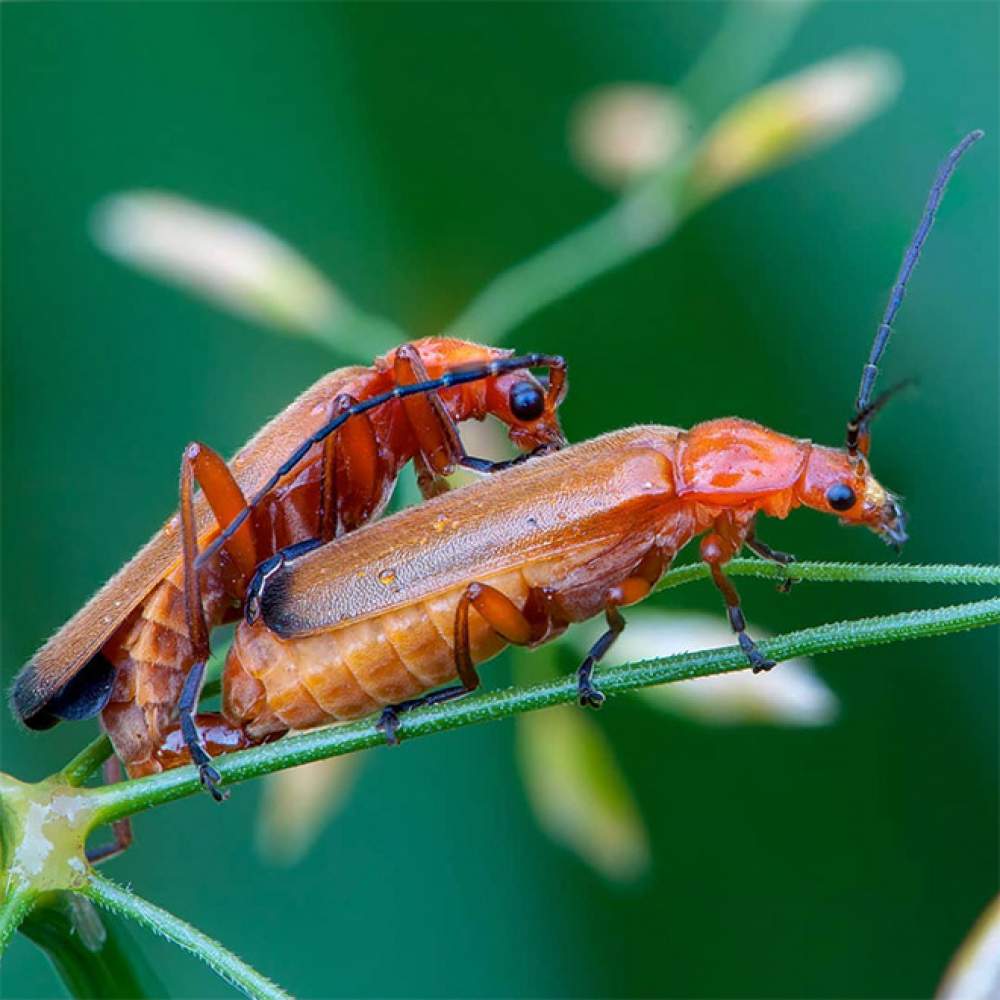 La galería de sexo con insectos 