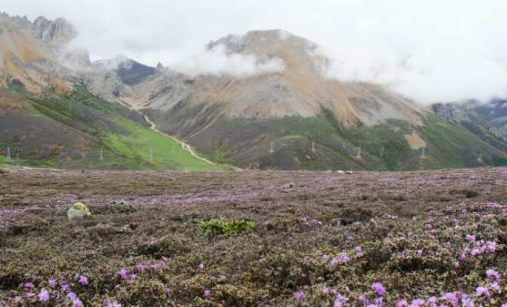 La flora alpina que más tiempo ha perdurado