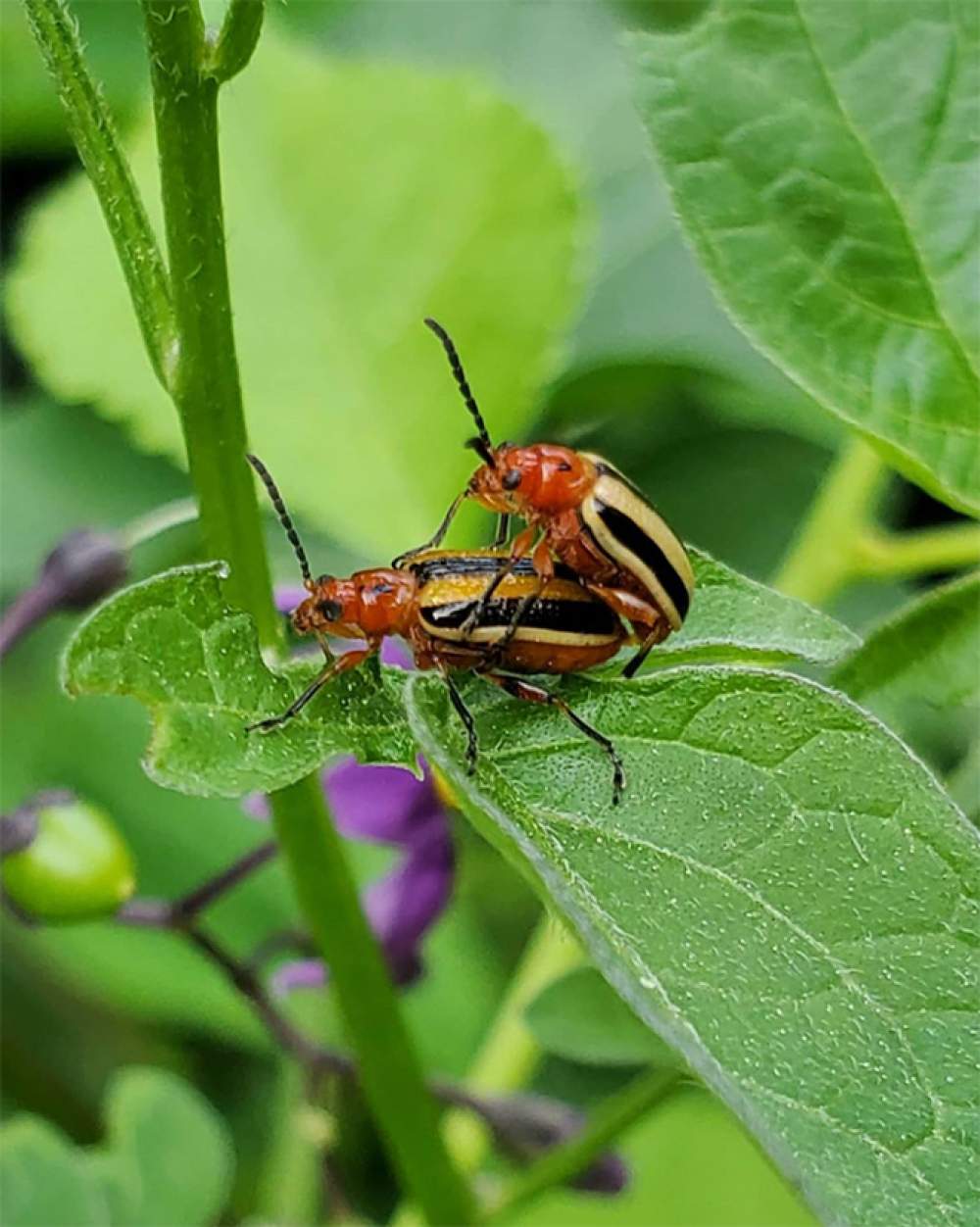 La galería de sexo con insectos 