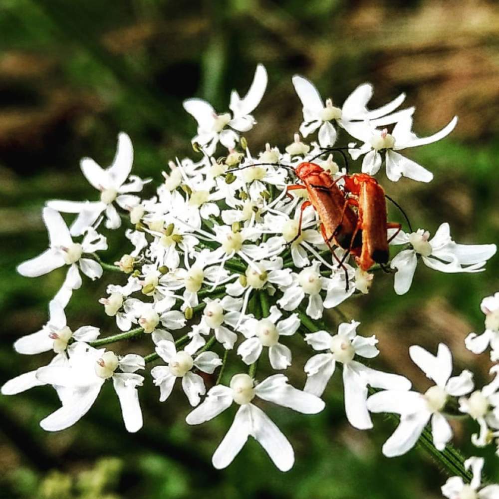 La galería de sexo con insectos 