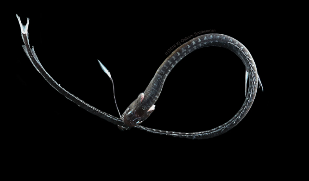 Estos peces ultra negros son casi invisibles