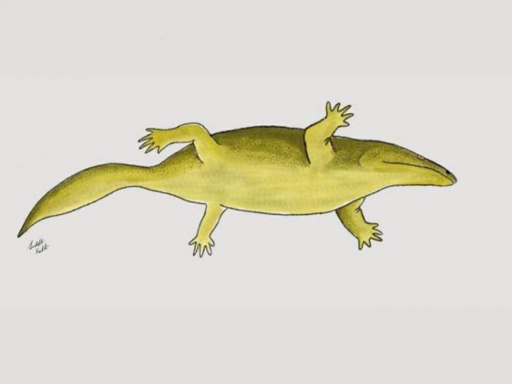 Misterio de los dedos en anfibios